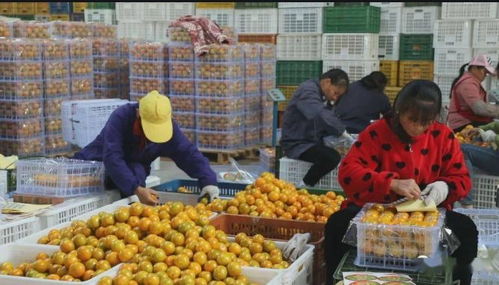 融合新業(yè)態(tài)，拓寬致富路 泰州創(chuàng)新食品銷售模式引領(lǐng)強村富民新探索