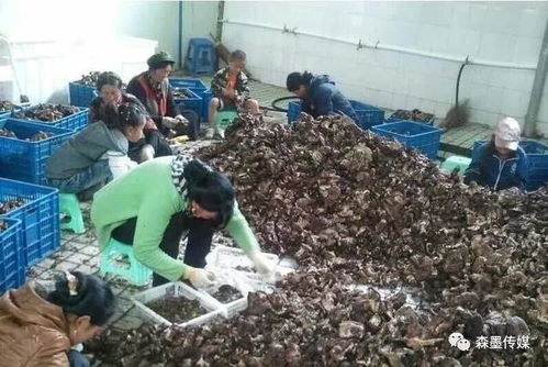 農(nóng)場、合作社與農(nóng)業(yè)公司 辨析差異、補貼政策與農(nóng)副產(chǎn)品銷售路徑