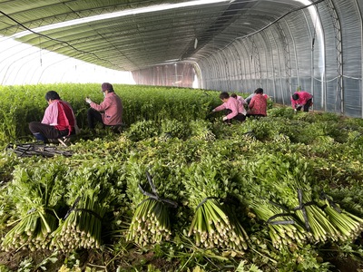 第一書記牽線搭橋，滯銷芹菜變“金”菜
